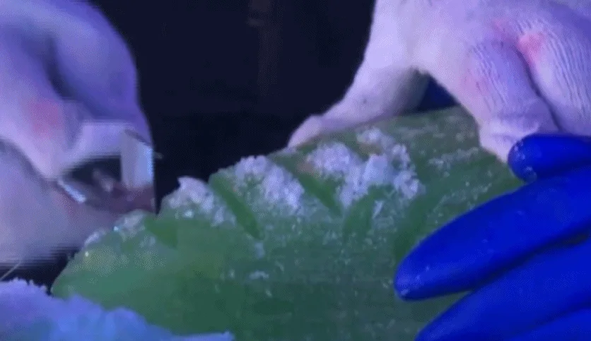 一举高粽！哈尔滨冰雪大世界端午主题冰雕“上新”