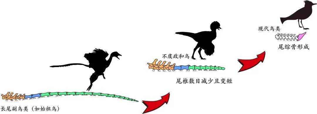 福建再次发现鸟类关键化石！命名为“不虞政和鸟”