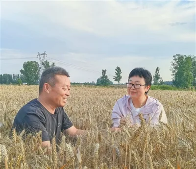 绿色“处方”上新,小麦抵抗力升级(三夏进行时·田间探新)