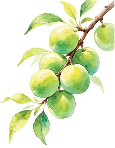 小鲜藏至味 苦夏始清补(食愈24节气)