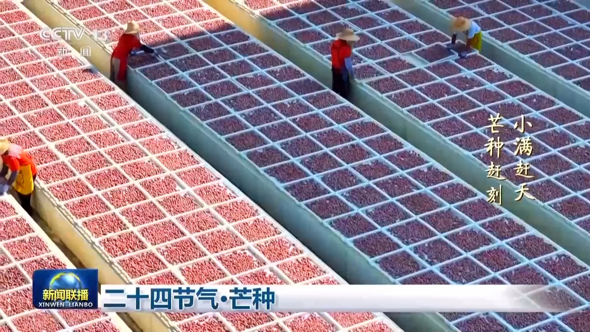 文化中国行丨二十四节气·芒种