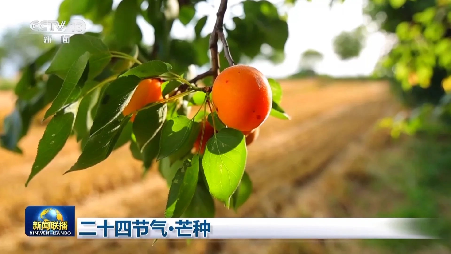 文化中国行丨二十四节气·芒种 - 配图2