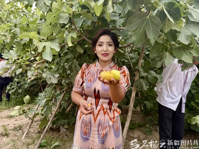 高质量发展中国行丨无花果树下长出“甜链条” - 配图3