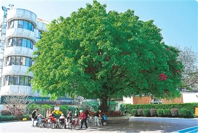 大湾区跨境养老服务风生水起