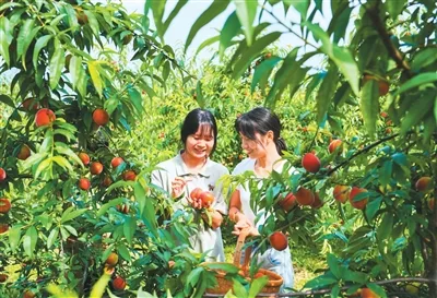 让农民钱袋子鼓起来 - 配图5