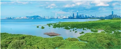 守望“海上森林”