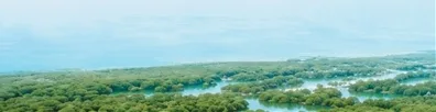 守望“海上森林” - 配图5