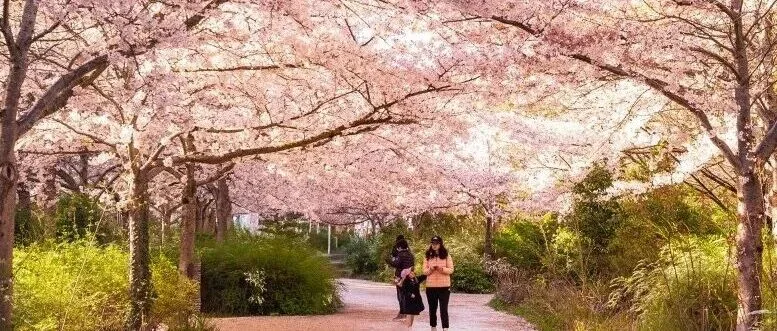 今年巴黎樱花太早了！2026绝美赏樱地大盘点，有经典也有小众！