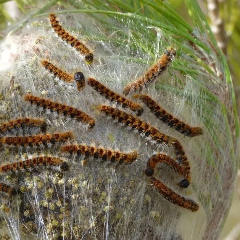 春季高发！严重过敏、哮喘发作，警惕松毛虫回归