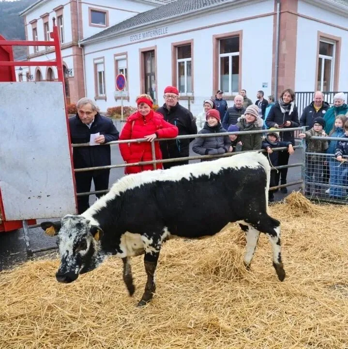 法国幼儿园门口惊现五头母牛注册入学！镇长：我也是没招了！