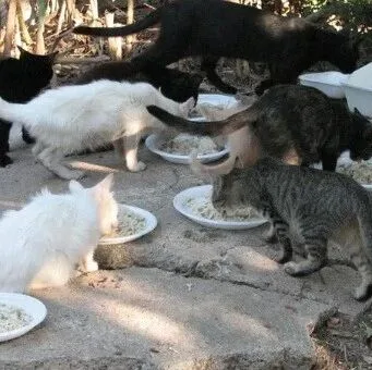四华人深夜抓猫涉重罪，意大利彻查