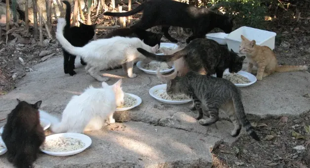 四华人深夜抓猫涉重罪，意大利彻查